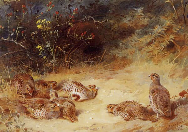 Archibald Thorburn Autumn Partridge Dusting
